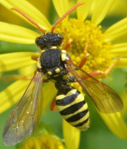 Nomada sp.